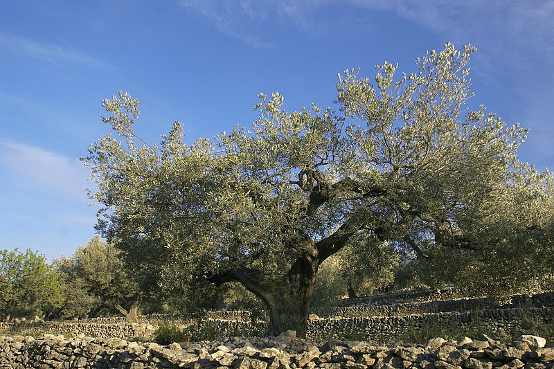 https://commons.wikimedia.org/wiki/File:El_Perell%C3%B3_-_Old_olive_tree.jpg